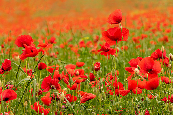 Poppy Field