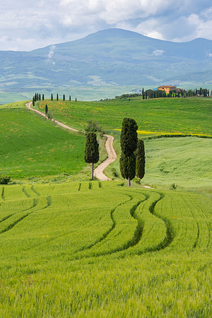 Terrapile Cypress