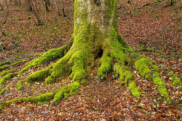 Old Man Tree, Dunsford Woods