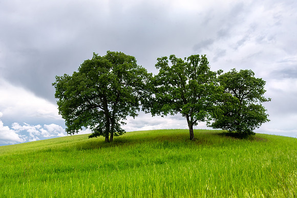 Three Trees
