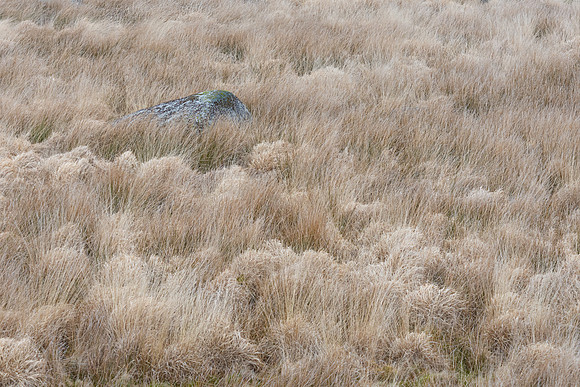 Dartmeet Grasses & Rock