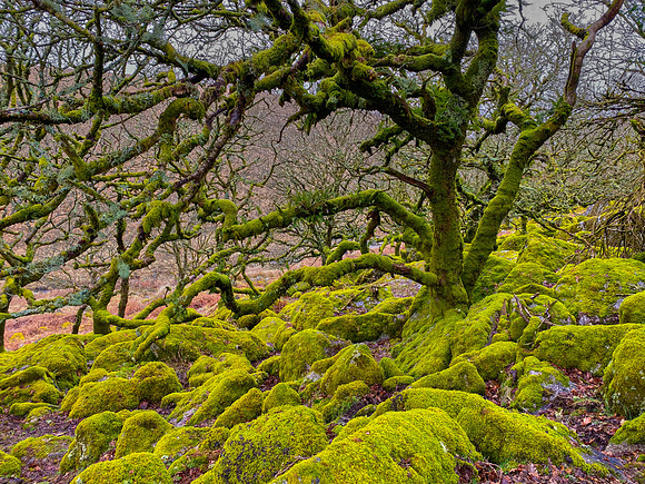 Wistman's Wood IV