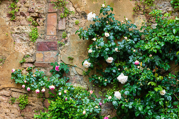 Courtyard Roses