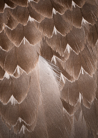 Flights of Beauty: Juvenile Australasian Gannet II