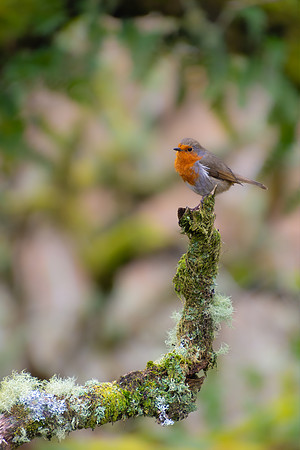 Robin, Wistman's Wood