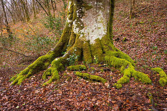 Dunsford Woods IX