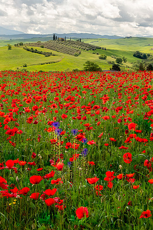 Poppy Fields