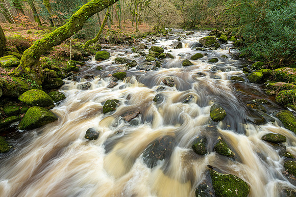 Plymouth River, Dewerstone Wood II