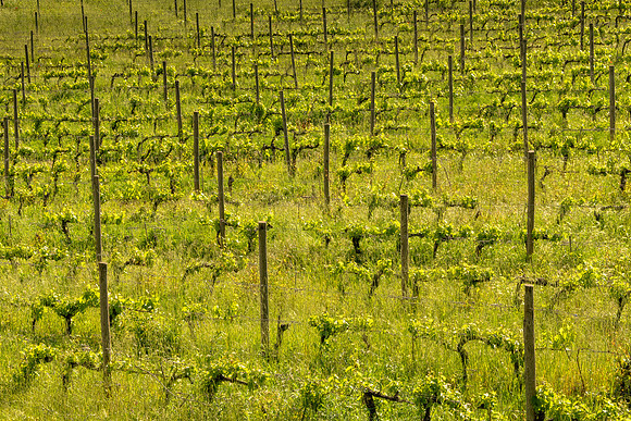 Vines
