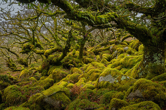 Wistman's Wood IX