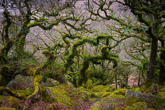 Wistman's Wood III
