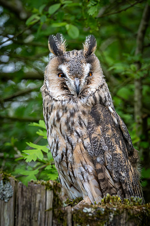 Long-eared Owl
