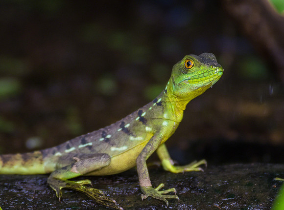 Emerald Basilisk