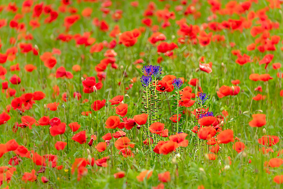 Red and Purple