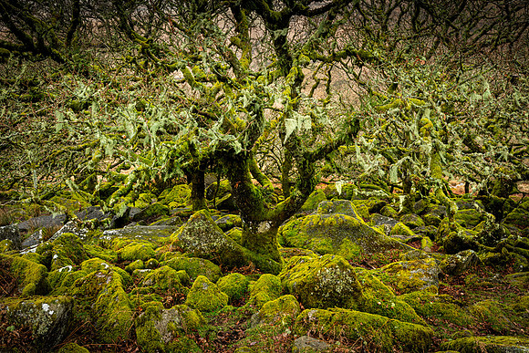 Wistman's Wood VI