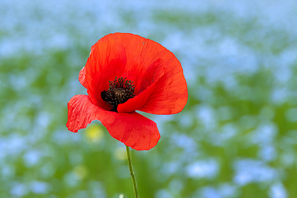 Lone Poppy