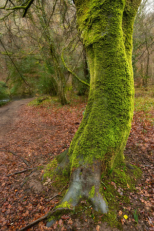 Dunsford Woods VIII