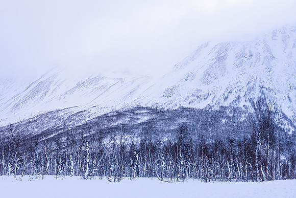 Kvaloya Trees V