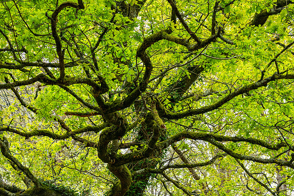 New Forest, Spring