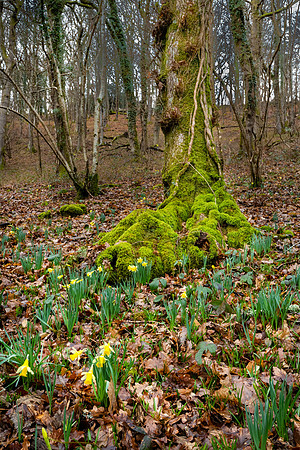 Wild Daffodils, Dunsford Woods