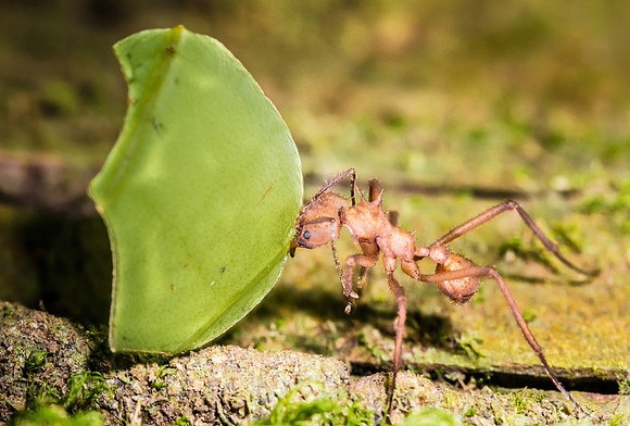 Leaf Cutter Ant