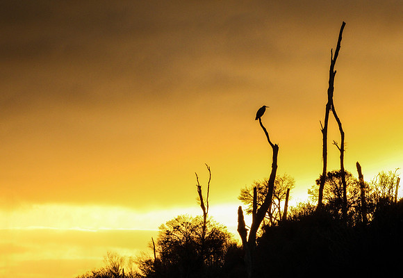 Image by Siobhan Greene