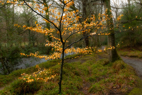 Dunsford Woods VII