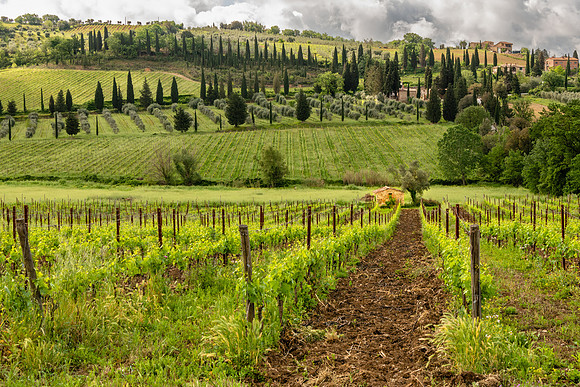 Vineyard