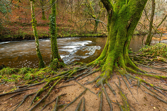 Tree Roots, Dunsford Woods