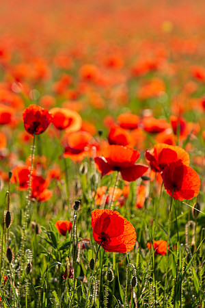 Poppies II