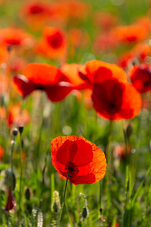 Poppies