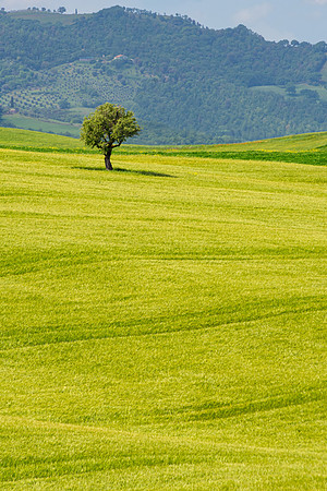 Farm Tree