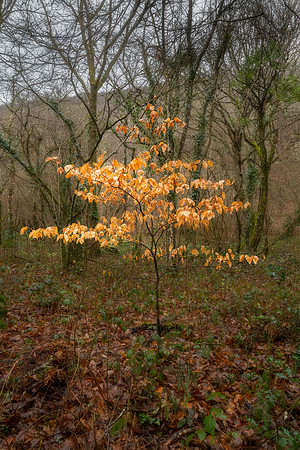 Dunsford Woods II