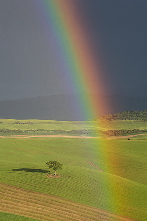Lone Tree with Rainbow