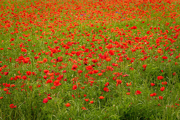 Poppies Galore