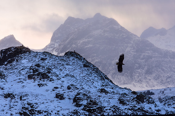 The Eagle Soars