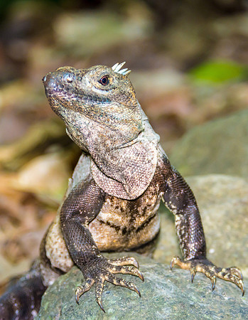 Black Spiny Iguana