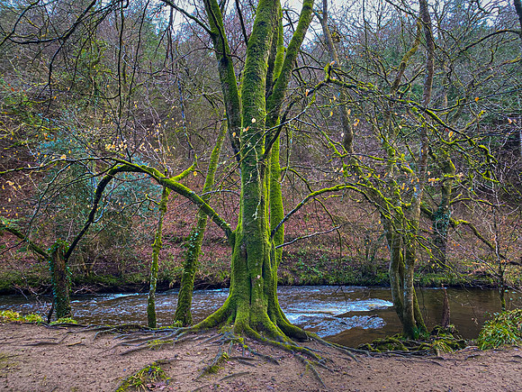 Dunsford Woods V