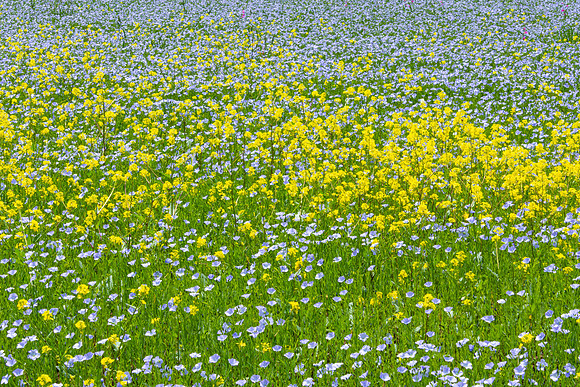 Field of yellow and blue