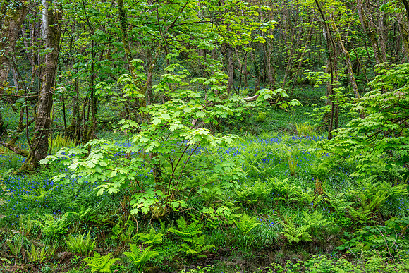 Brownsham Wood