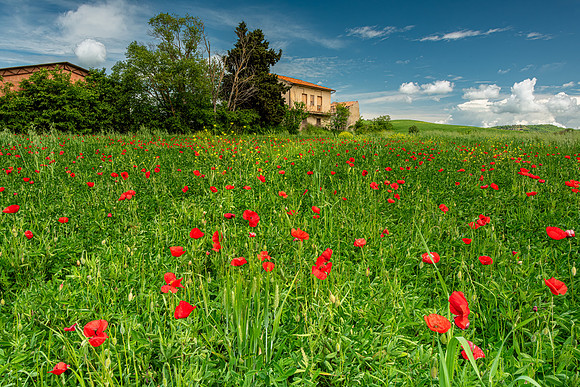 Tuscan Poppies