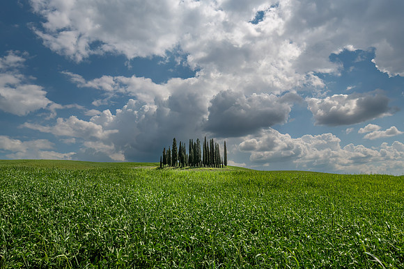 Cipressi di San Quirico