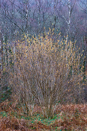 Dunsford Woods I
