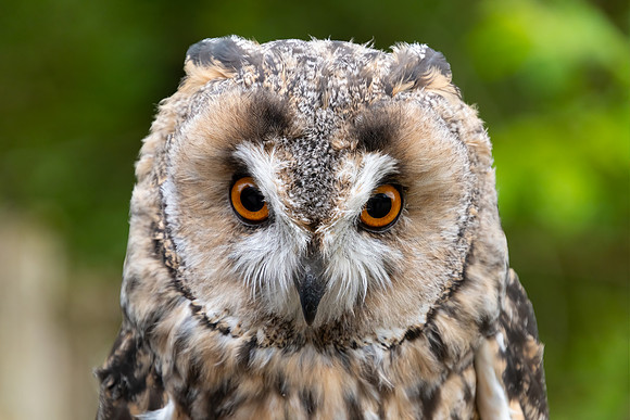 Long-eared Owl