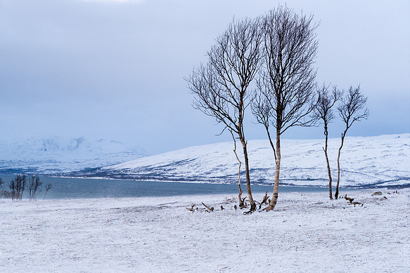 Kvaloya Trees