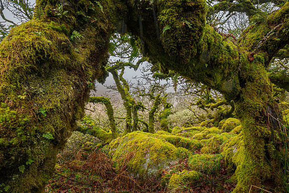 Wistman's Wood X