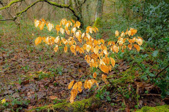 Dunsford Woods III
