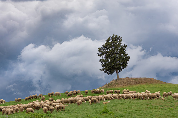 Sheep with Tree