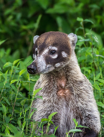 White-nosed Coati