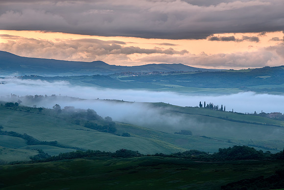 Mist on the cypress